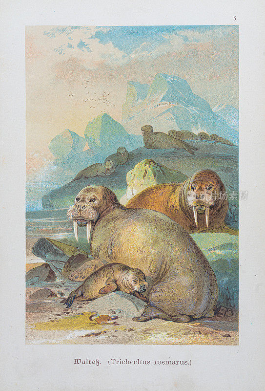 海象彩色石版画 1888
